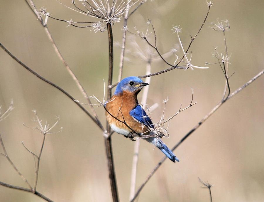 Bluebird  Photograph by John Dart