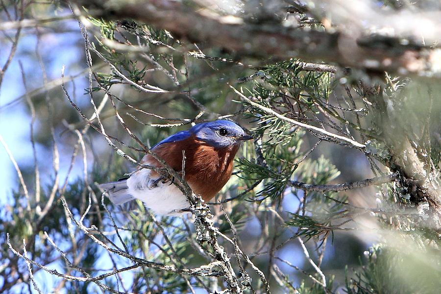 Bluebird Photograph by John Loreaux