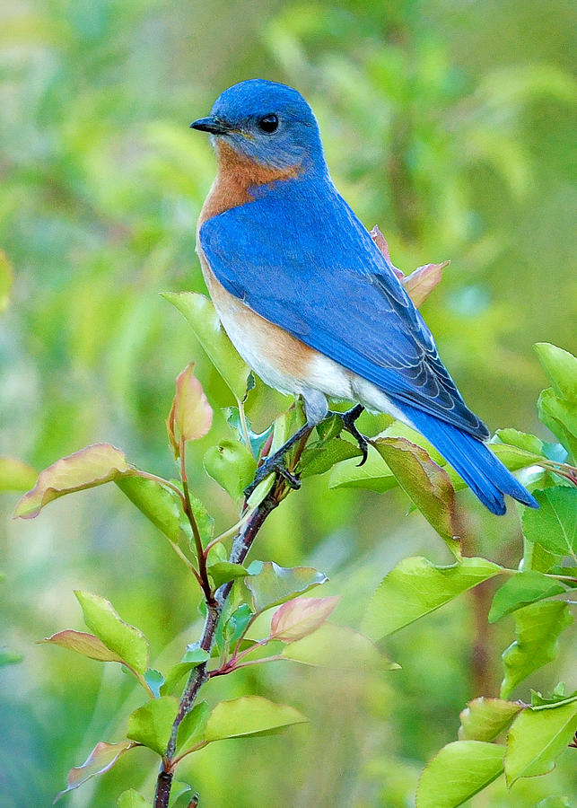 Bluebird Photograph - Bluebird Joy by William Jobes
