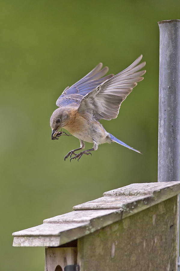 Bluebird Landing Photograph by Bonnie Barry