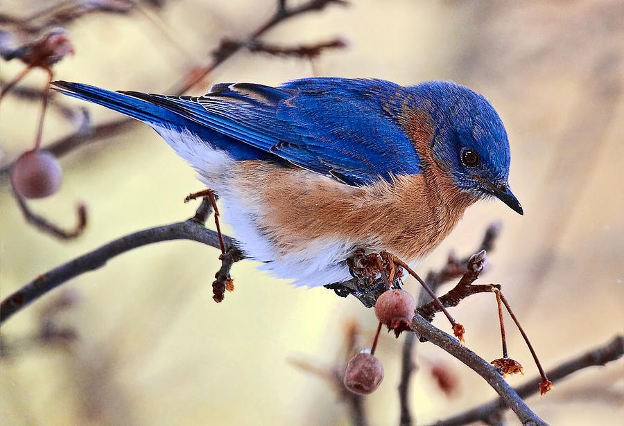 Bluebird Photograph by Marcia Colelli