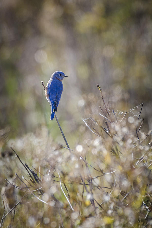 Bluebird Meadow Photograph by Bradley Clay