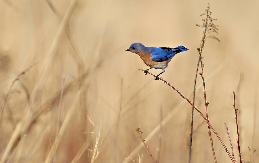 Bluebird Meadow Photograph by William Jobes