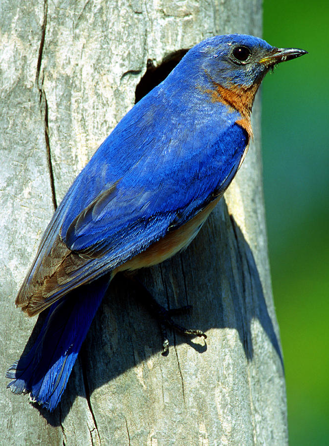 Bluebird Photograph by Millard H. Sharp