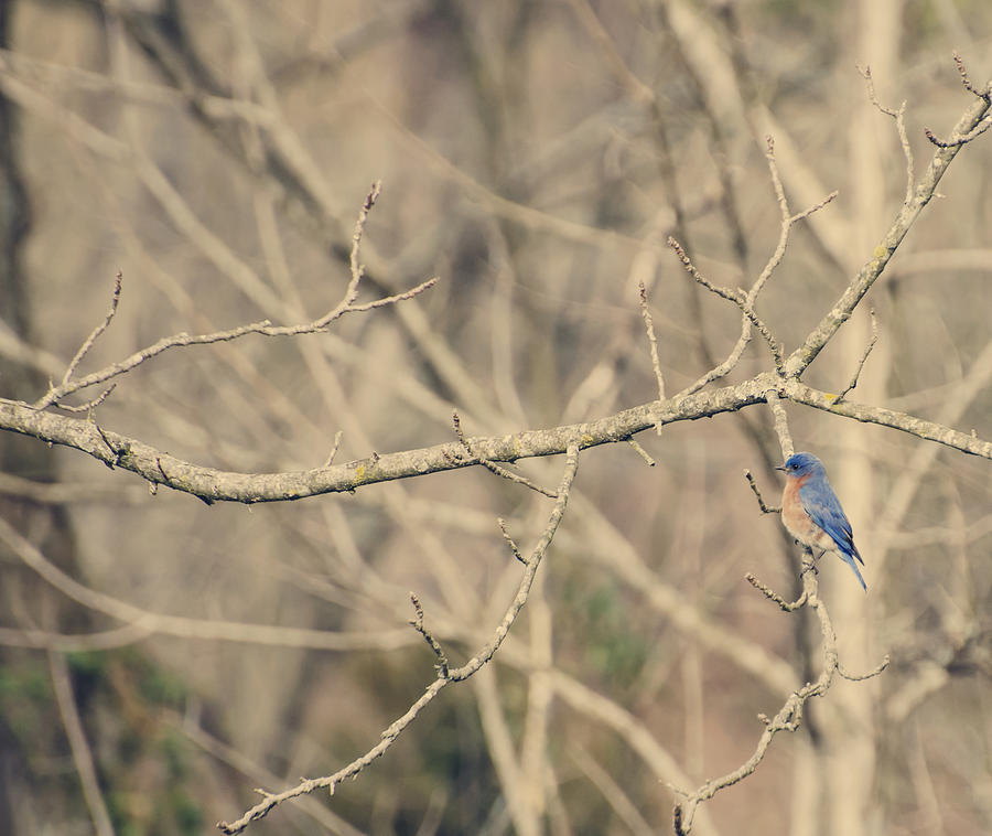 Bluebird of Happiness Photograph by Heather Applegate