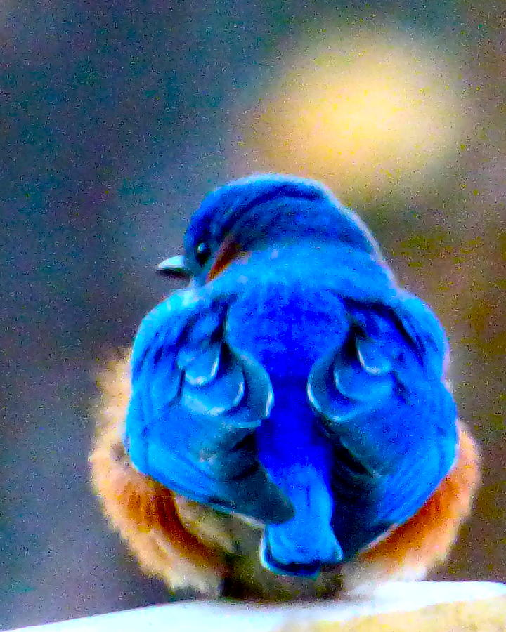 Bluebird of Happiness Photograph by Jean Wright