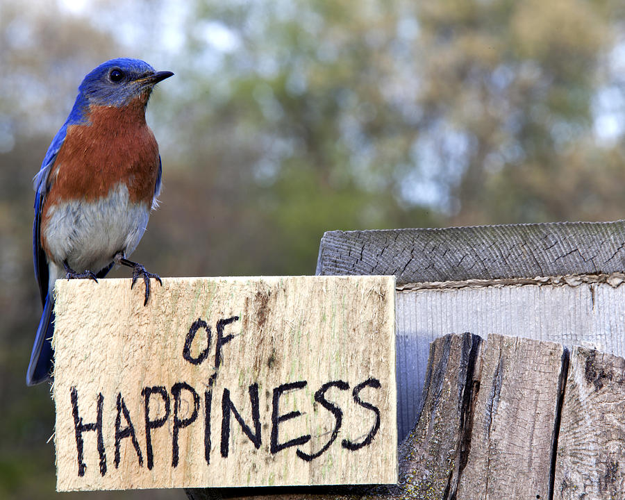 Bluebird of Happiness Photograph by John Crothers
