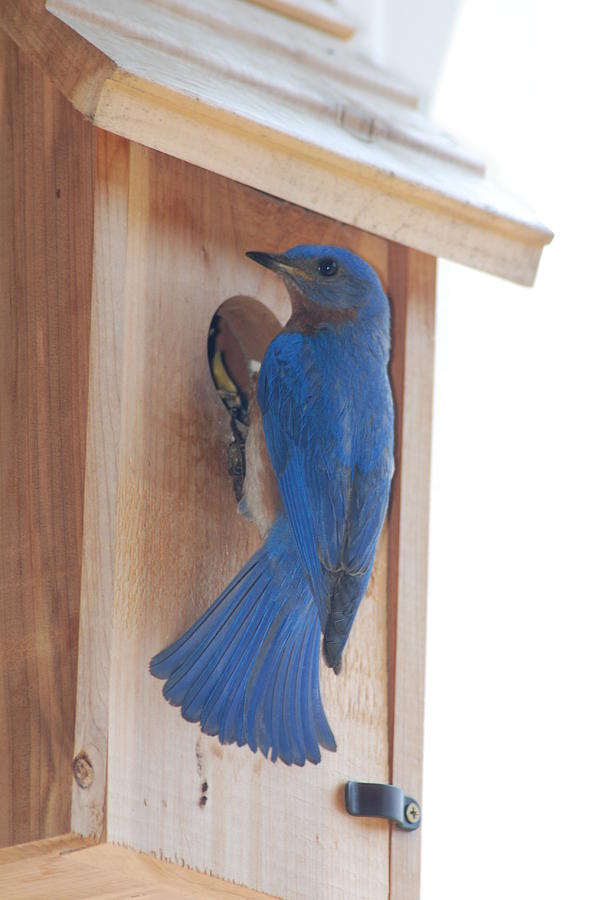 Bluebird of Happiness Photograph by Kenny Glover