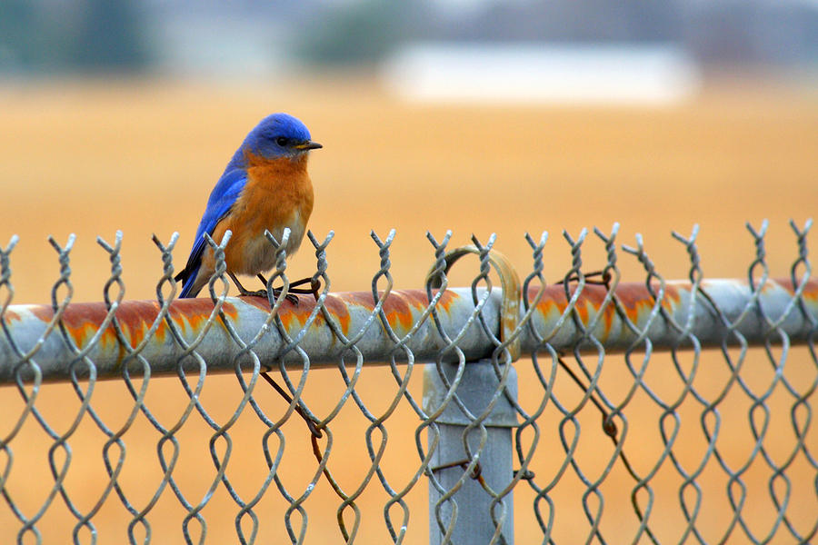 Bluebird on a Fence Photograph by Jason Politte