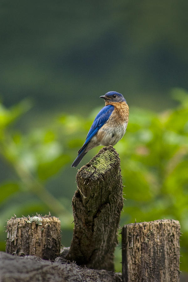 Bluebird on a Fence Post in the Smokey Mountains Photograph by Randall Nyhof