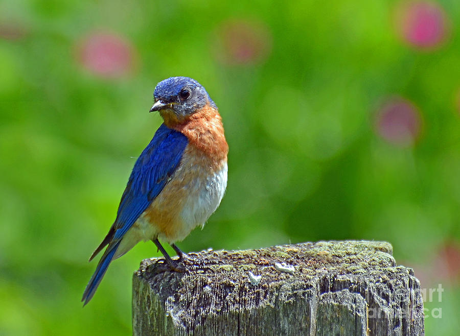 Bird Photograph - Bluebird on a Fence Post by Rodney Campbell