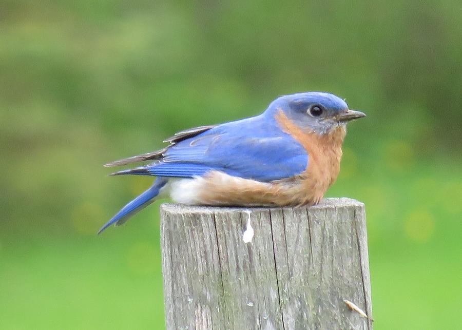 Bluebird on a Post Photograph by Lucinda VanVleck