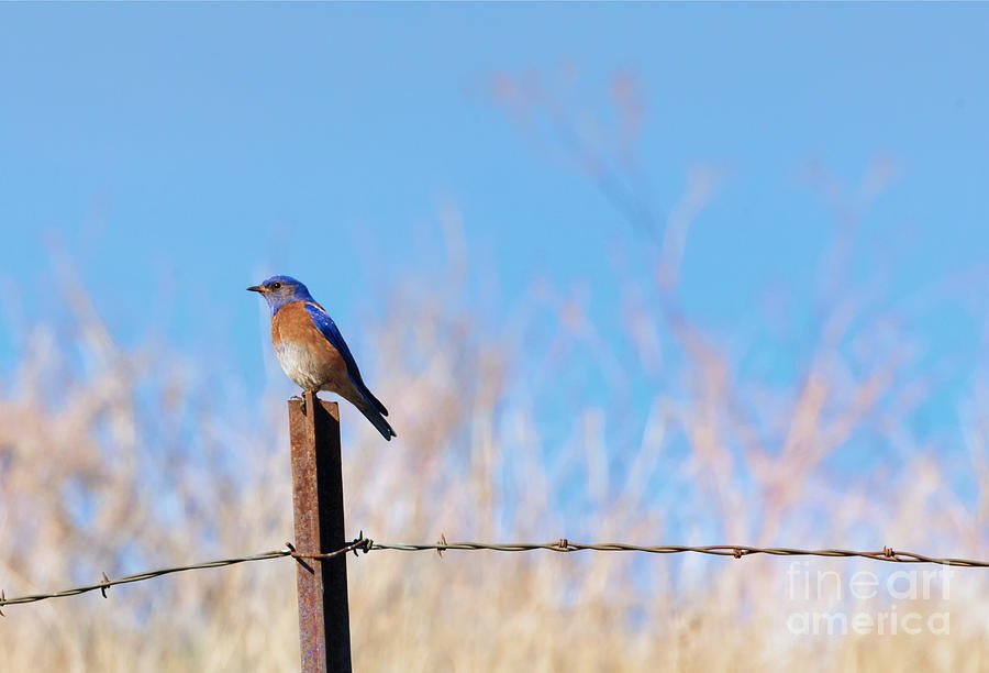 Bluebird Photograph - Bluebird on a Post by Michael Dawson