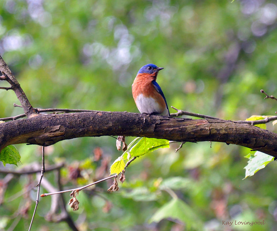 Bluebird on a Tree Branch Photograph by Kay Lovingood