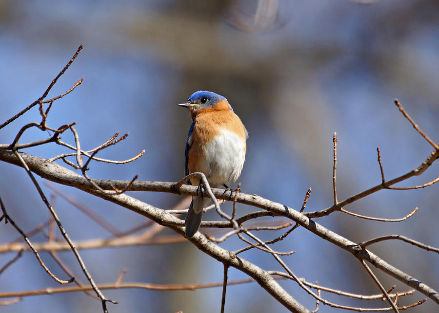 Bluebird on Branch Photograph by Sandy Keeton