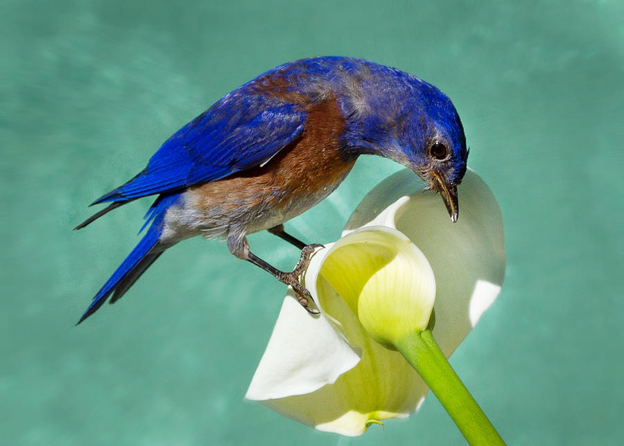 Animal Photograph - Bluebird on Calla lily by Jean Noren