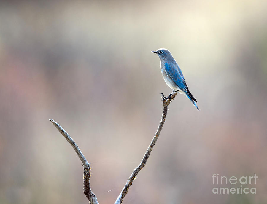 Bluebird on Guard Photograph by Shannon Carson