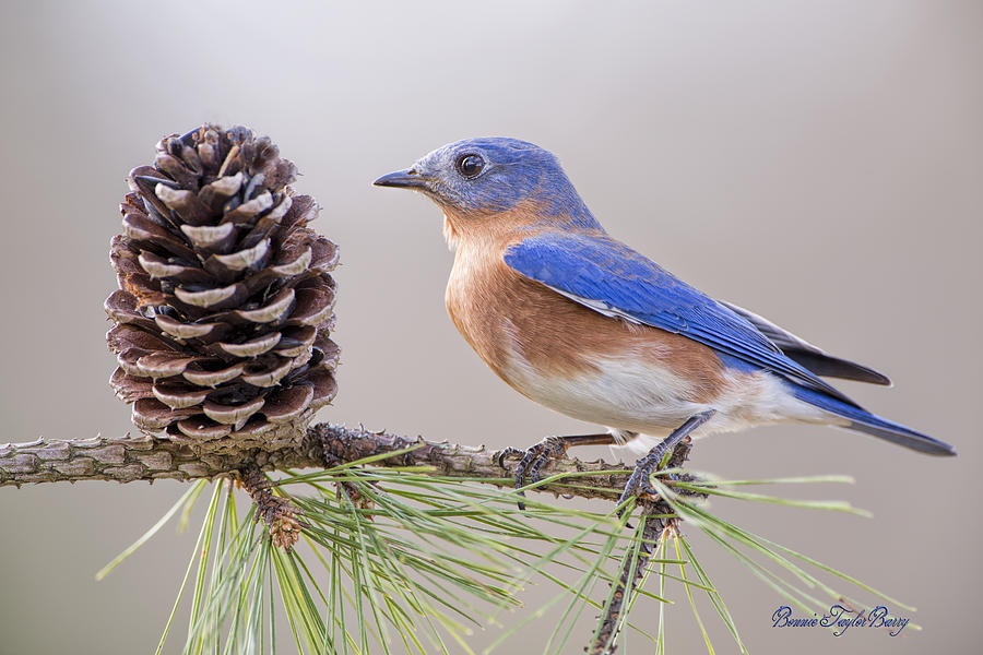 Bluebird Photograph - Bluebird on Pine Branch by Bonnie Barry