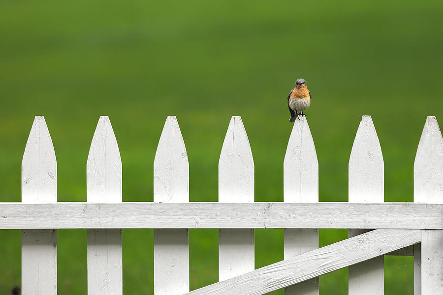 Bluebird On The Fence Photograph by Bill Wakeley