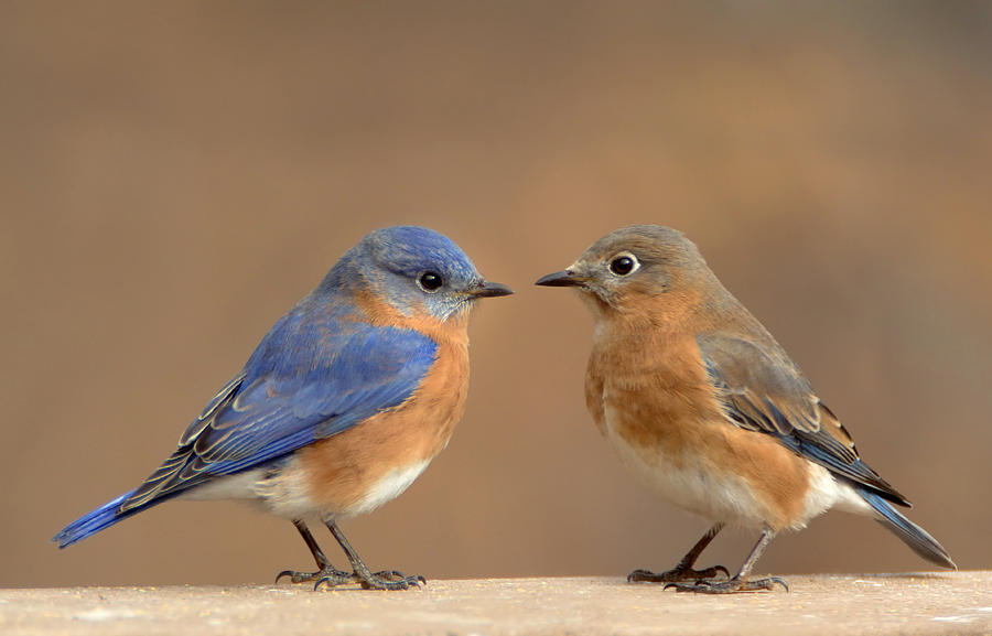 Bluebird Pair Photograph by Jack Nevitt