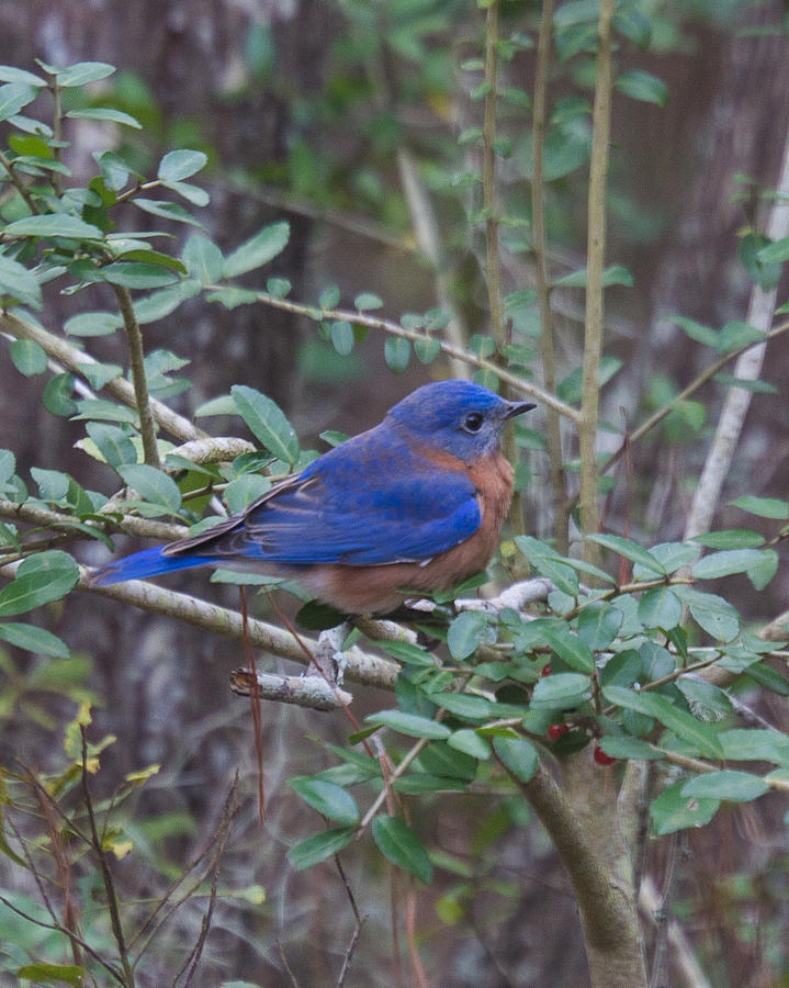 Bluebird Photograph by Patricia Schaefer