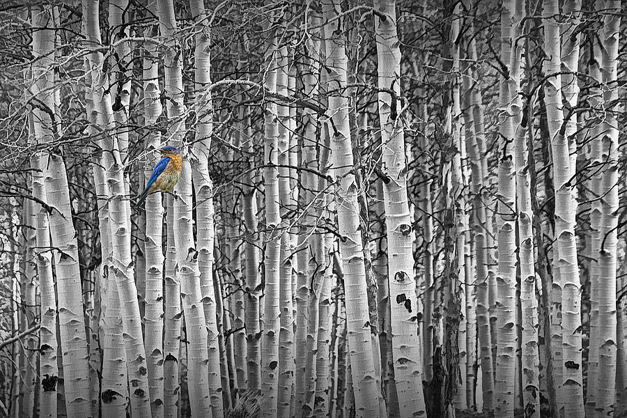 Bluebird perched on Black and White Birch Trees Photograph by Randall Nyhof