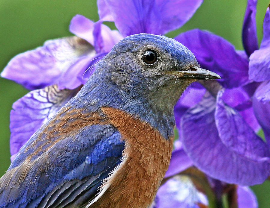 Bluebird portrait Photograph by Jean Noren