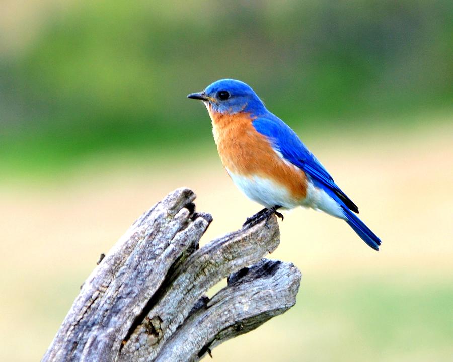 Bluebird Posing Antietam Photograph by William Fox