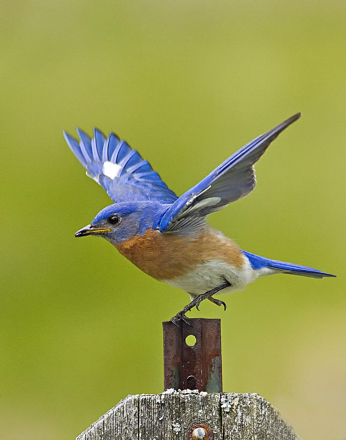 Bluebird Posing Photograph by John Vose