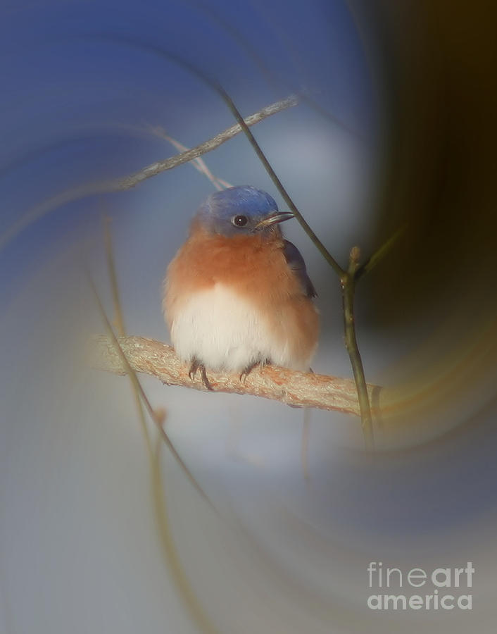 Bluebird Photograph by Smilin Eyes Treasures
