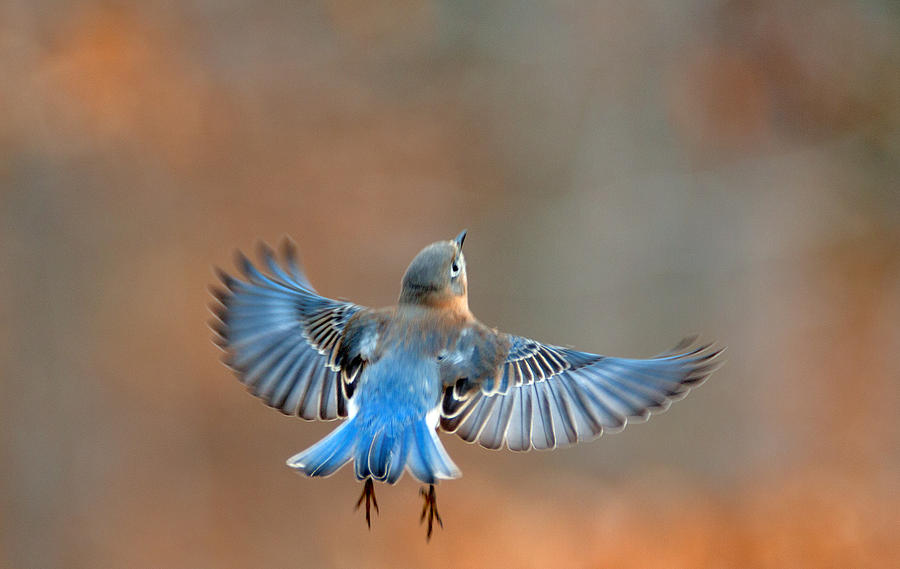 Bluebird Takeoff Photograph by Jack Nevitt