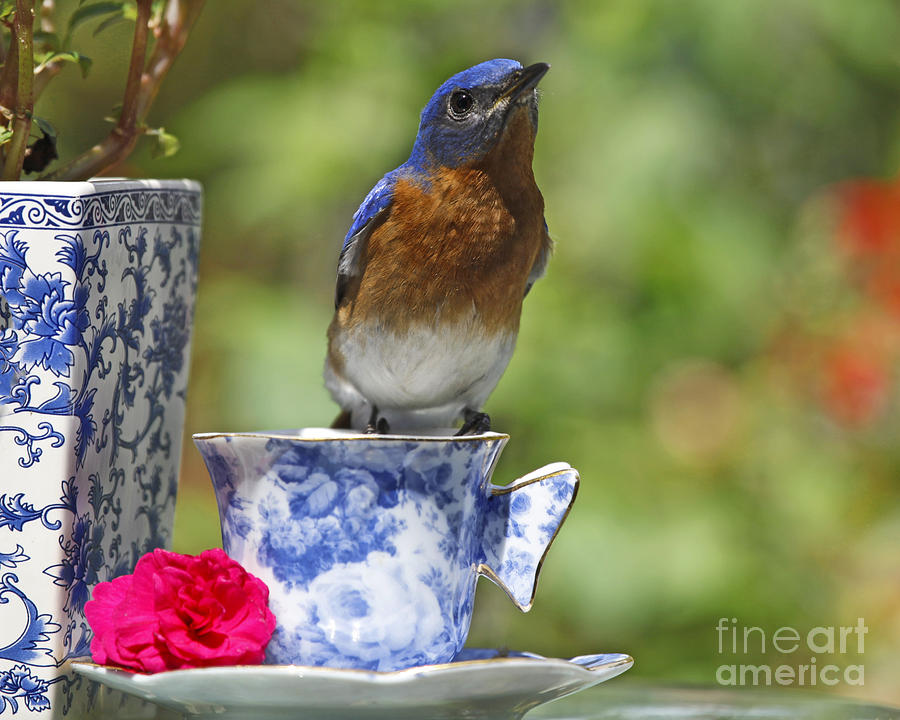 Bluebird Photo and Tea Time Photograph by Luana K Perez