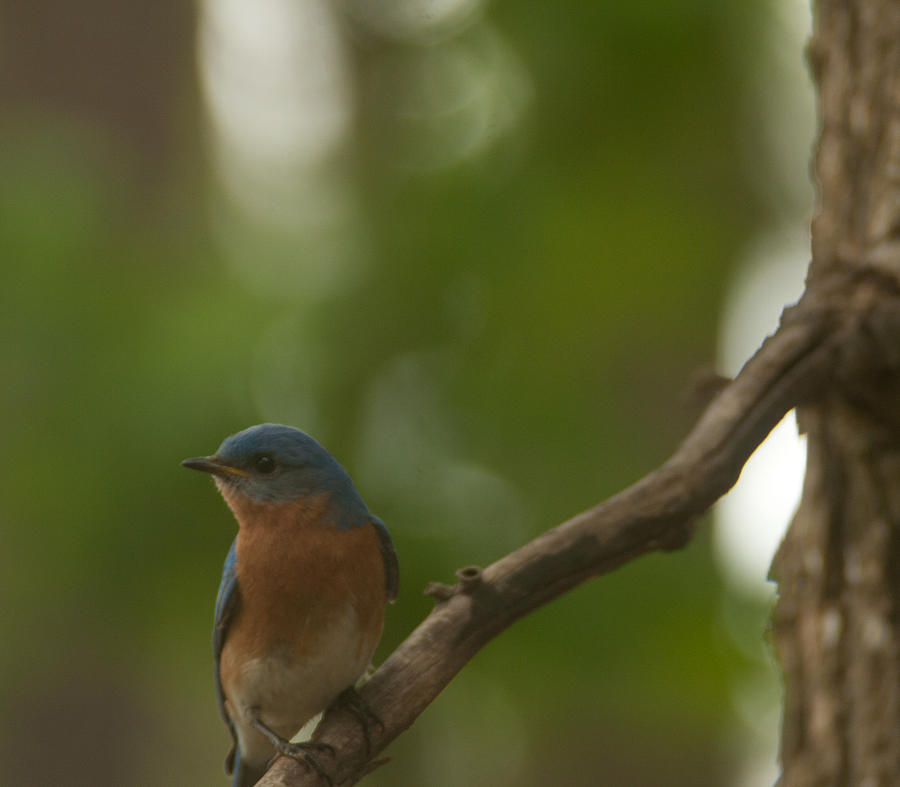 Bluebird Watching Photograph by Sandra Clark