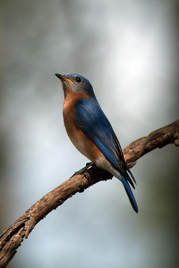 Bluebird -Why Yes Photograph by Sandra Clark