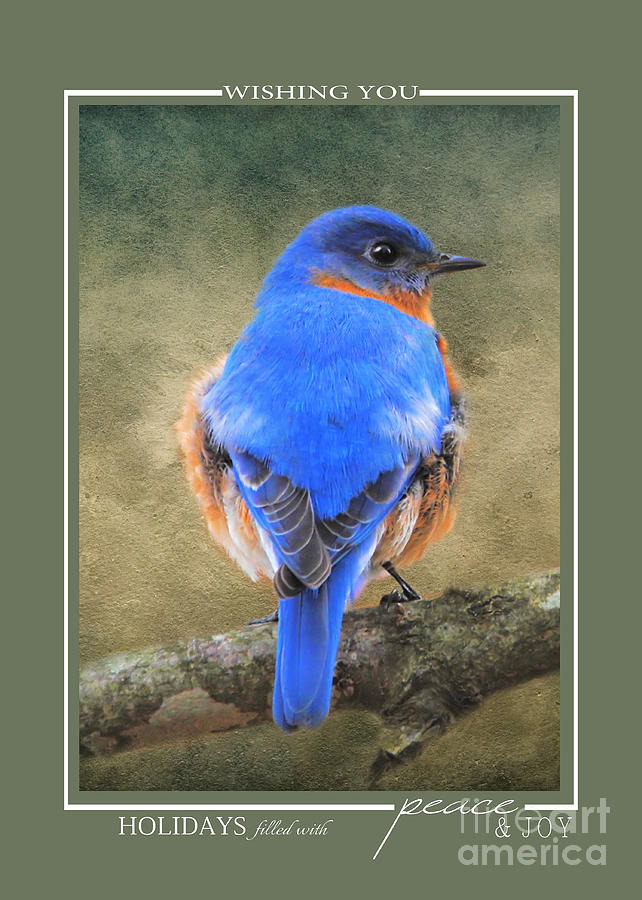 Bluebird Wildlife Christmas Cards Photograph by Jai Johnson