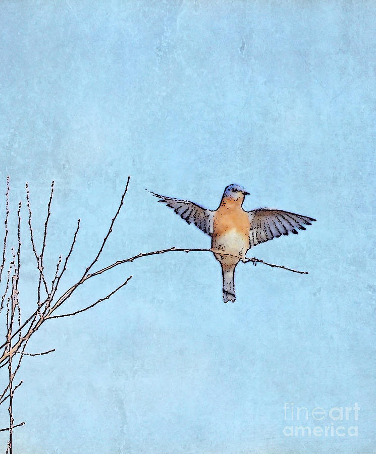 Bluebird Wings - Minimalism Photograph by Kerri Farley