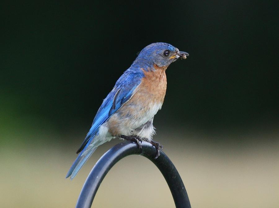 Bluebird with Beakfull Photograph by Lucinda VanVleck