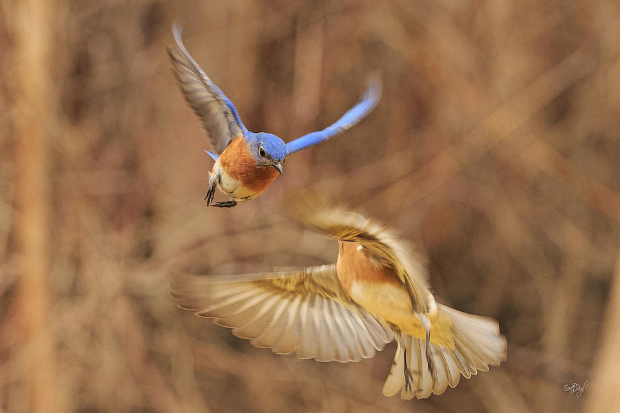 Bluebirds Aerial Art Photograph by Everet Regal