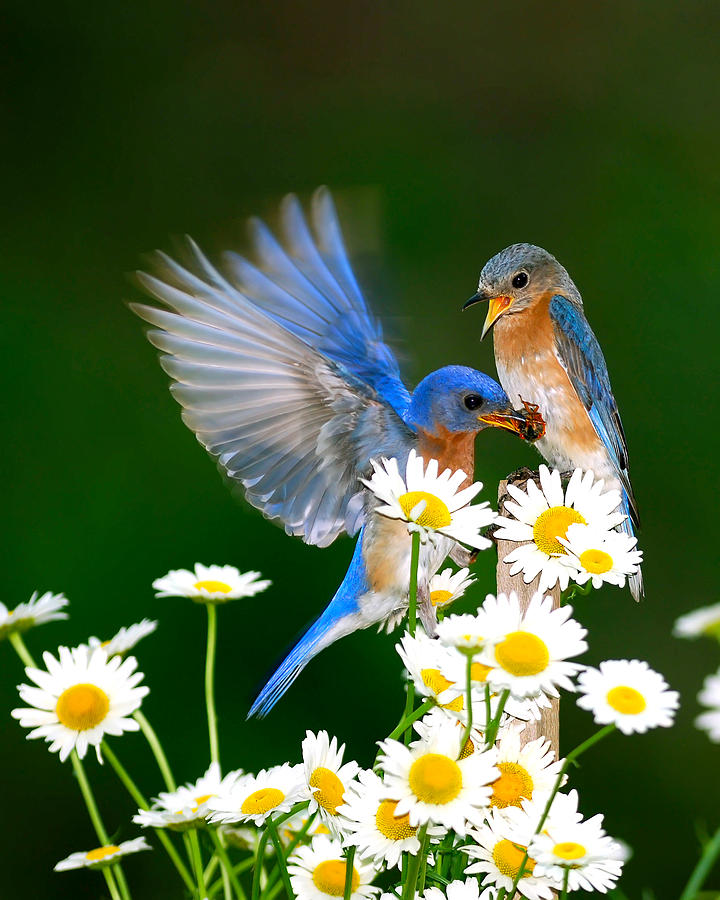 Nature Photograph - Bluebirds and Daisies by Randall Branham
