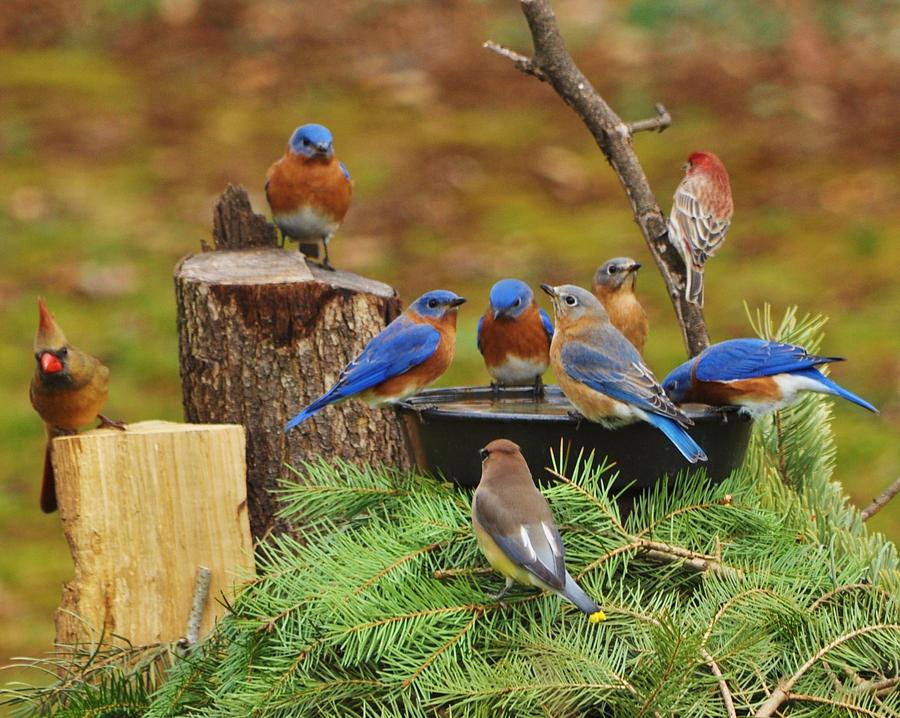 Bluebirds and Friends Photograph by William Fox - Pixels