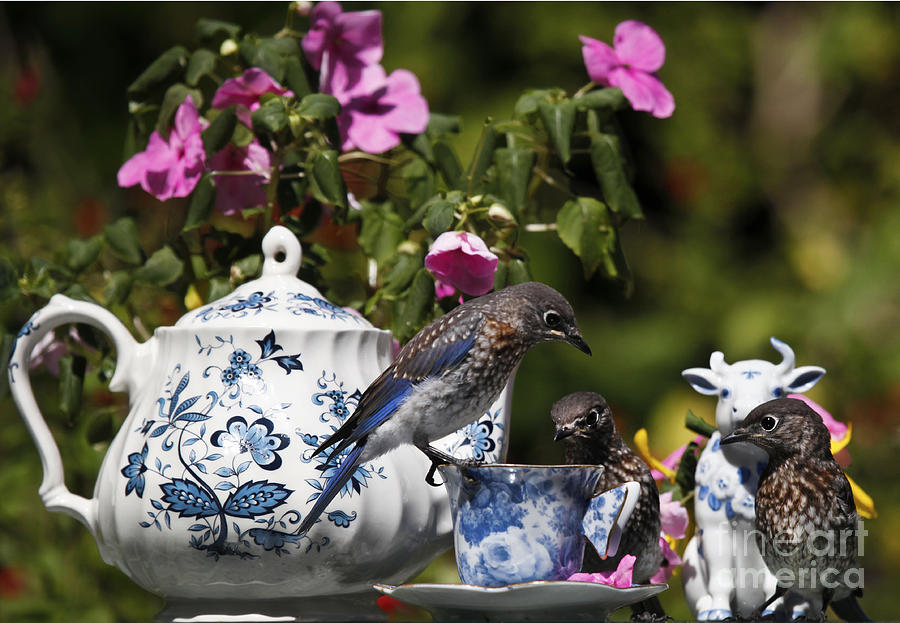 Bluebird Babies Having Tea Photograph by Luana K Perez