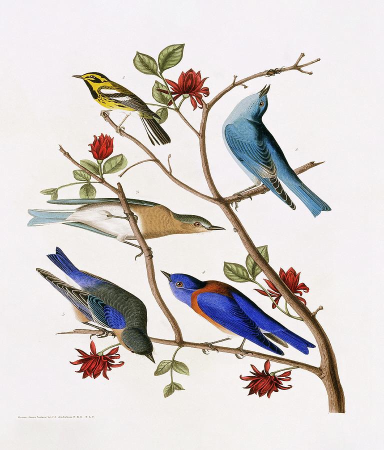 Bluebirds And Warbler Photograph by Natural History Museum, London/science Photo Library