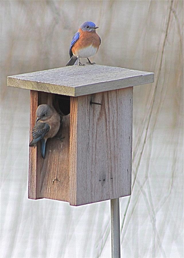 Bluebirds at Nesting Box Photograph by Jeanne Juhos