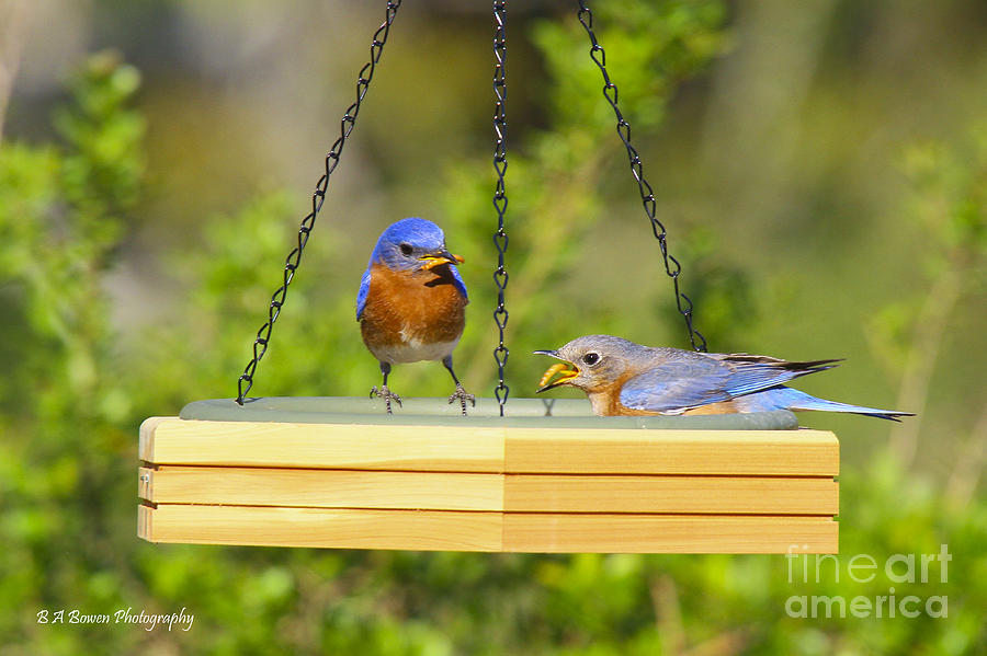 Bluebirds dining Photograph by Barbara Bowen