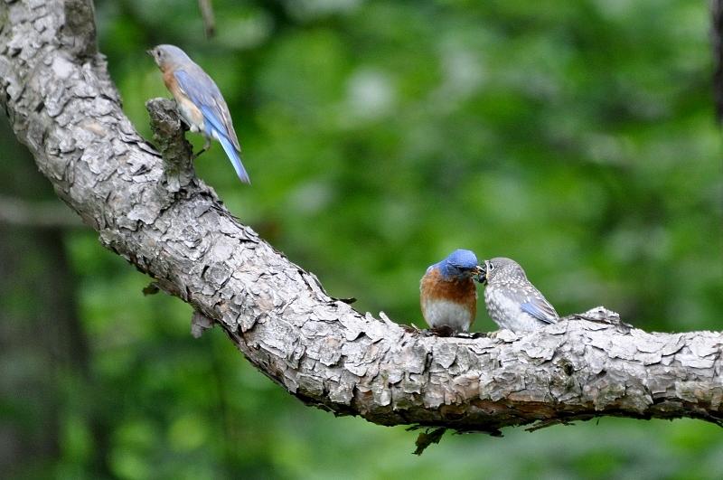 Bluebirds in Spring Photograph by Maureen Cavanaugh Berry