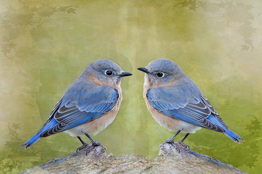 Bird Photograph - Bluebirds of Happiness by Bonnie Barry