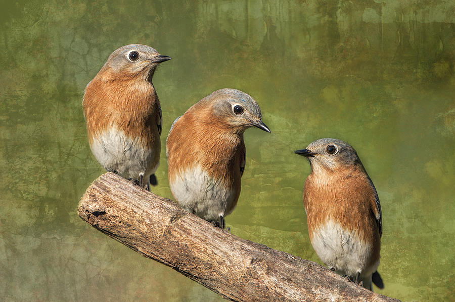 Bluebirds Times Three Photograph by Bonnie Barry