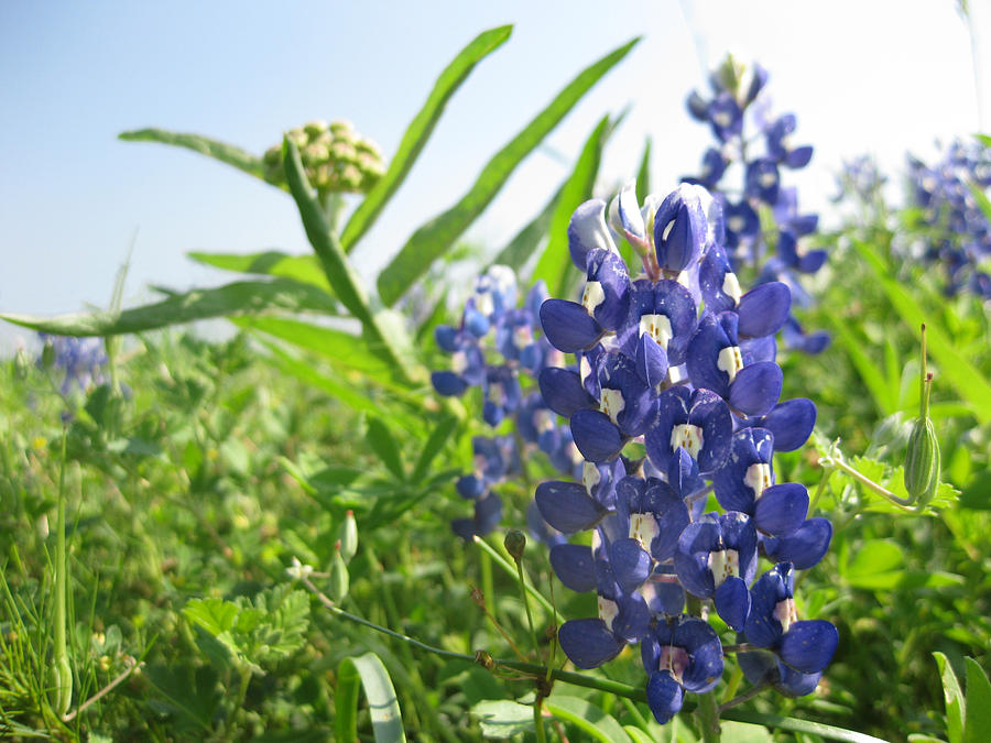 Bluebonnet and Antelope Horn Photograph by Cindy Clements