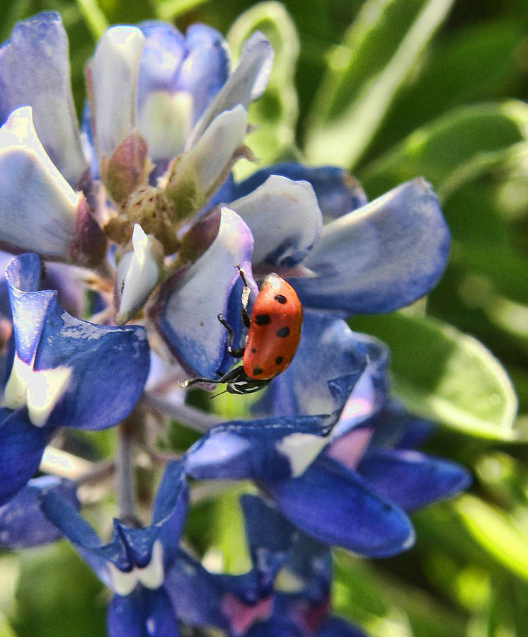 Bluebonnet and Ladybug Photograph by Shannon Story