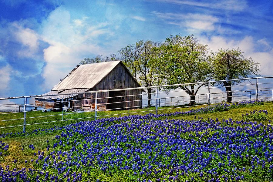 Flower Photograph - Bluebonnet Barn by Lynn Bauer